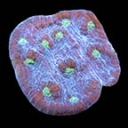 ORA® Aquacultured Mummy Eye Chalice Coral
